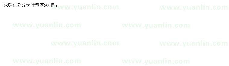 求購(gòu)14公分大葉紫薇