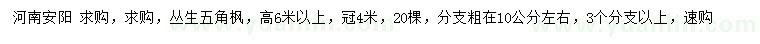 求購高6米以上叢生五角楓