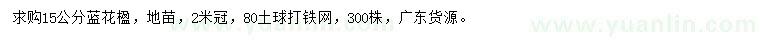 求購(gòu)15公分藍(lán)花楹