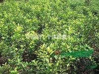 浙江金華供應胸徑18-40欏木石楠