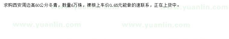 求購60公分冬青
