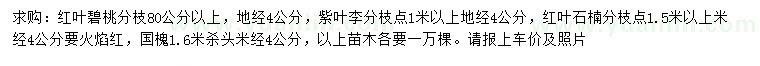 求購紅葉碧桃、紫葉李、紅葉石楠等