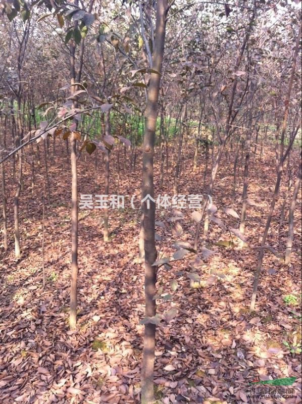 供應(yīng)櫸樹