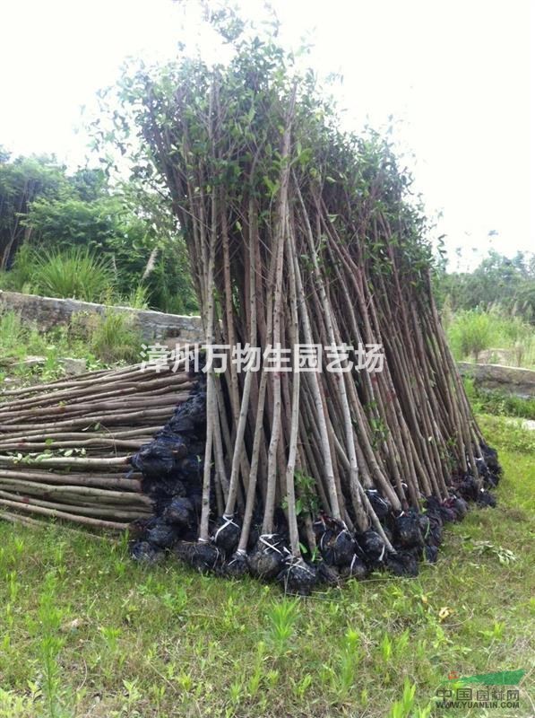 5-6cm小葉榕,榕樹8-10cm,大規(guī)格榕樹盆栽批發(fā)