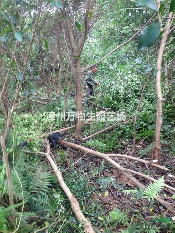 5-6cm小葉榕,榕樹8-10cm,大規(guī)格榕樹盆栽批發(fā)