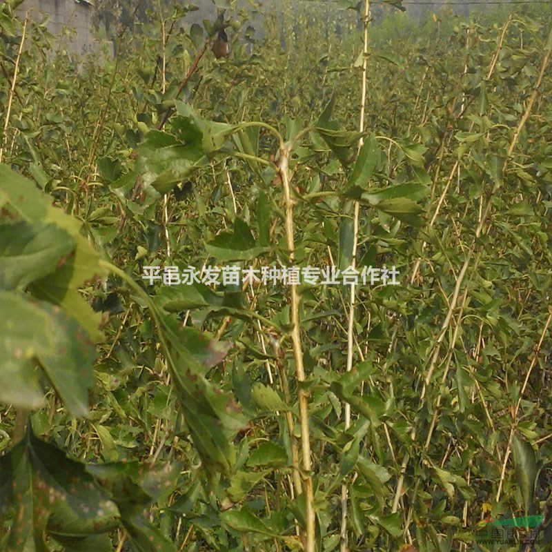 苗圃直銷最新品種甜紅子山楂苗大金星山楂苗簽合同保證品種純度
