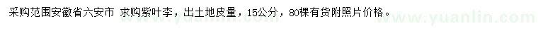 求購15公分紫葉李