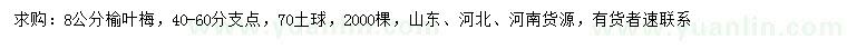 求購8公分榆葉梅