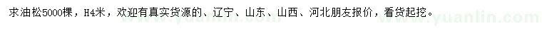 求購高4米油松
