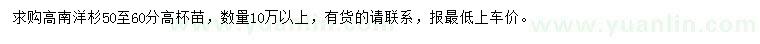求購高50-60公分南洋杉