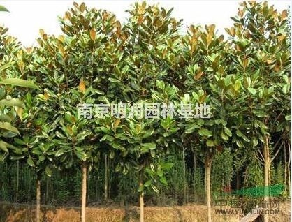 9公分廣玉蘭