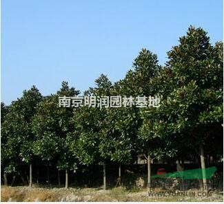9公分廣玉蘭