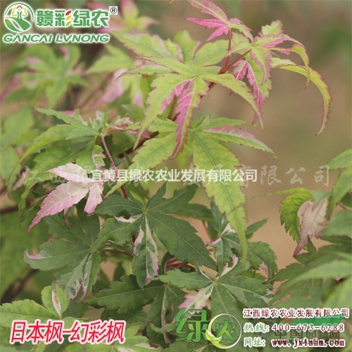 供應(yīng)幻彩楓小苗 正宗日本紅楓小苗報(bào)價(jià) 幻彩紅楓圖片 新價(jià)格