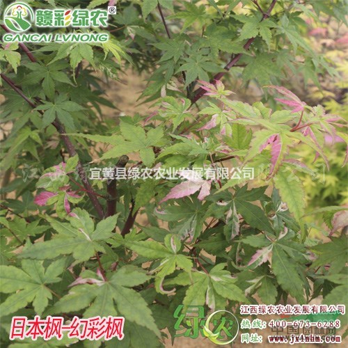 供應(yīng)幻彩楓小苗 正宗日本紅楓小苗報(bào)價(jià) 幻彩紅楓圖片 新價(jià)格