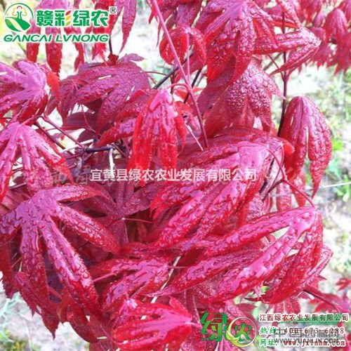 火焰楓 正宗優(yōu)質(zhì)火焰楓小苗供應(yīng) 火焰楓小苗報(bào)價(jià) 價(jià)格 圖片