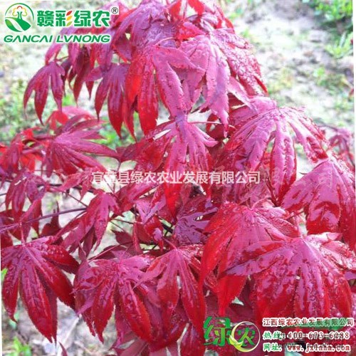 火焰楓 正宗優(yōu)質(zhì)火焰楓小苗供應(yīng) 火焰楓小苗報(bào)價(jià) 價(jià)格 圖片
