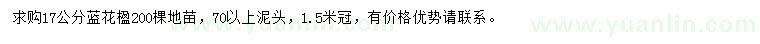 求購17公分藍花楹