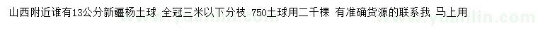 求購13公分新疆楊