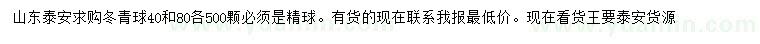 求購40、80公分冬青球