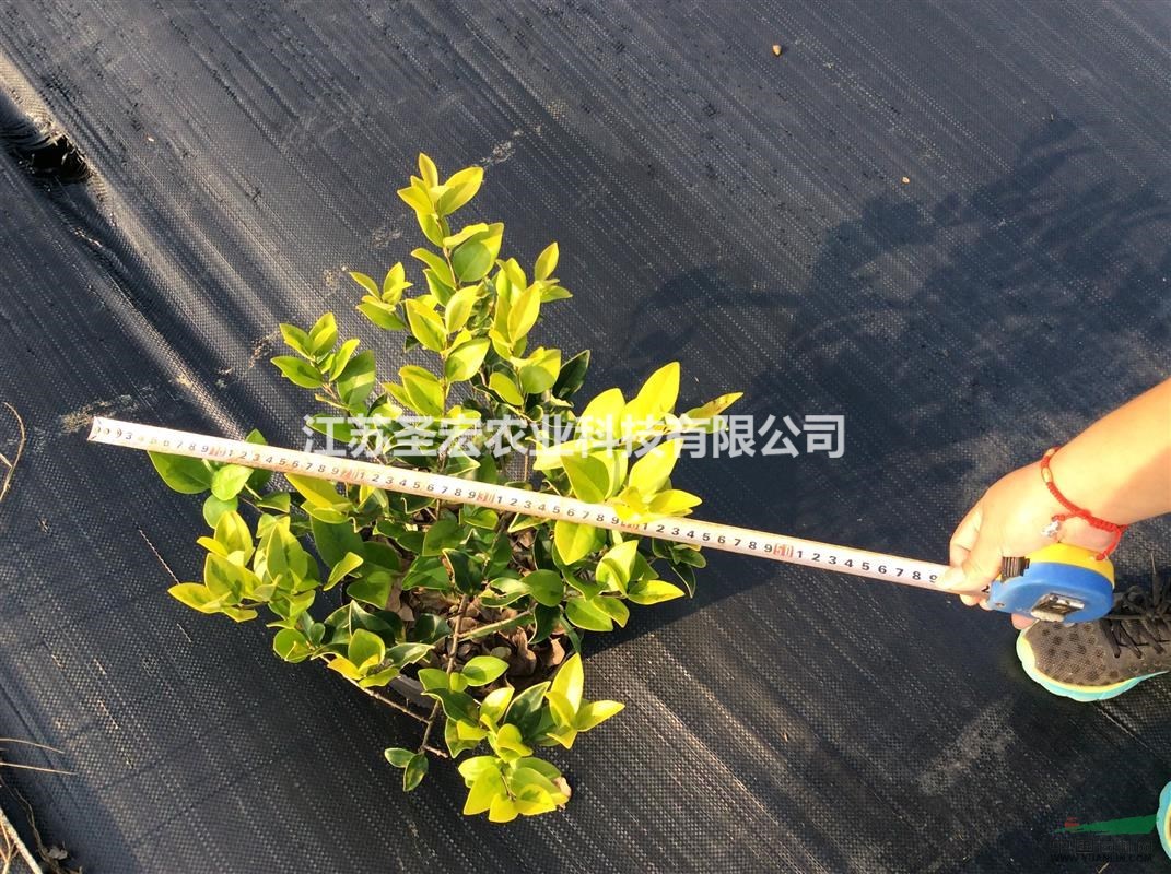 本公司供應(yīng)大杯的金森女貞毛球苗，高度30以上，冠幅在40以上
