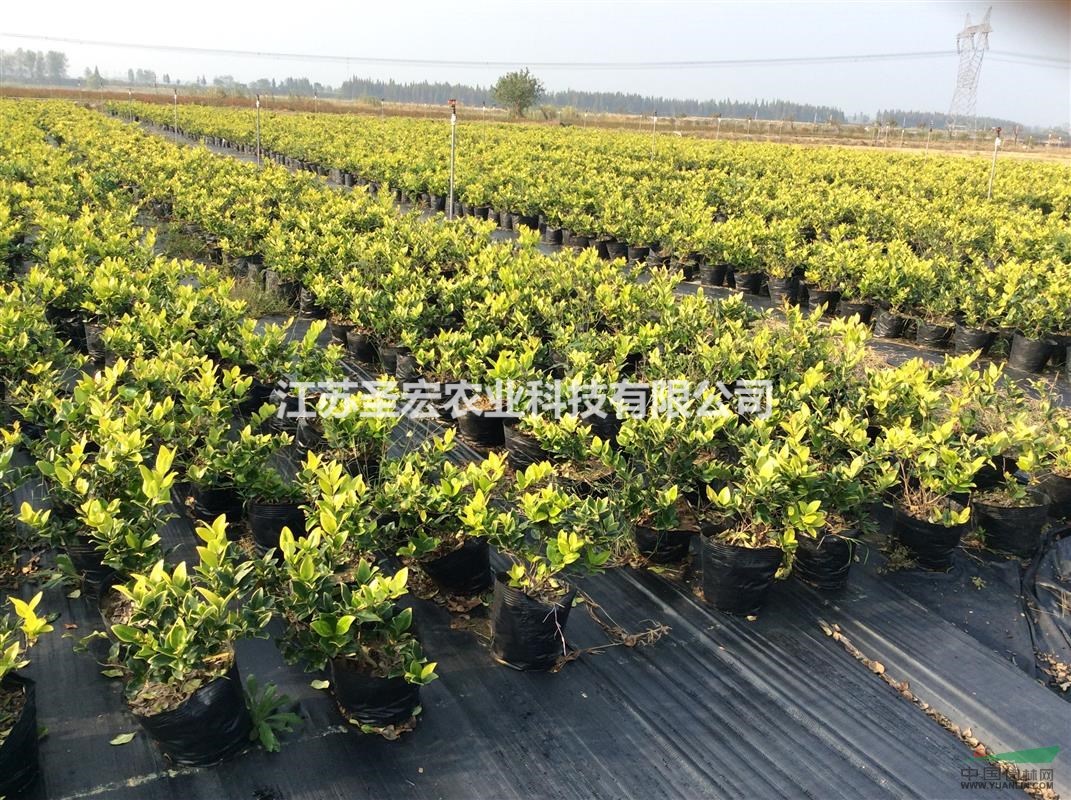 本公司供應(yīng)大杯的金森女貞毛球苗，高度30以上，冠幅在40以上