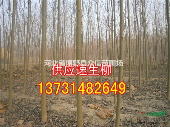 供應(yīng)速生柳|河北速生柳|速生柳價(jià)格|速生柳批發(fā)