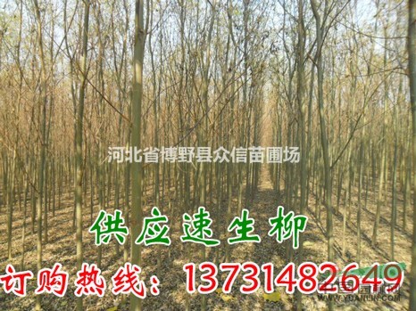 供應(yīng)速生柳|河北速生柳|速生柳價(jià)格|速生柳批發(fā)