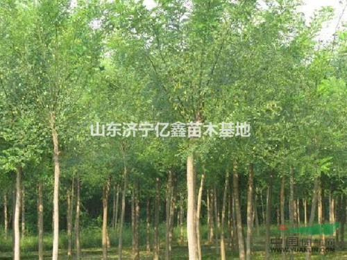 山東18公分移栽國(guó)槐價(jià)格國(guó)槐20公分多少錢(qián)
