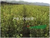 江西长林系油茶苗百万株供应