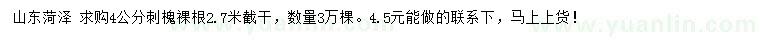 求購4公分刺槐