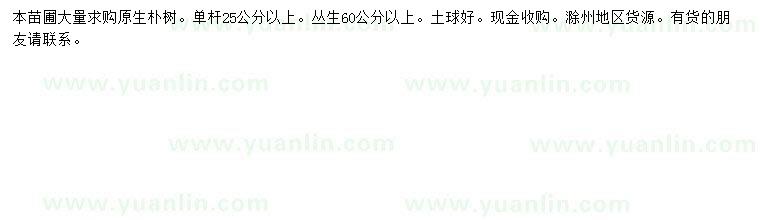求購叢生60公分以上原生樸樹