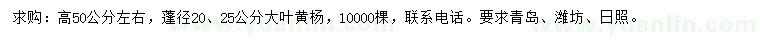 求購高50公分左右大葉黃楊