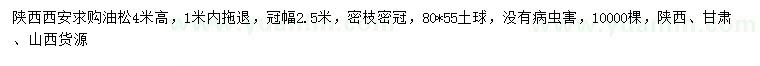 求購高4米油松