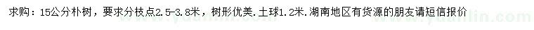 求購15公分樸樹