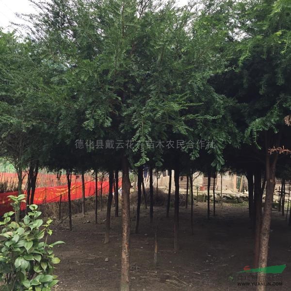 南方紅豆杉基地2圖片\南方紅豆杉基地2報(bào)價(jià)
