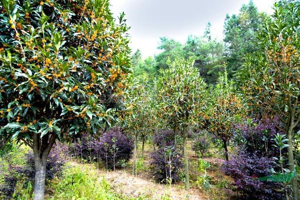 丹桂（桂花）基地2圖片\丹桂（桂花）基地2報(bào)價(jià)