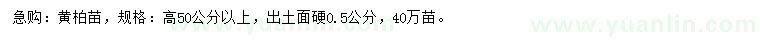 求購高50公分以上黃柏苗