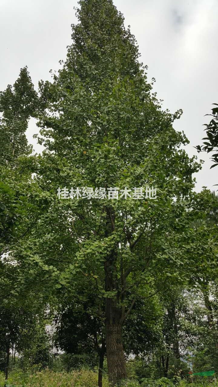 30公分多頭銀杏，冠7米高12米