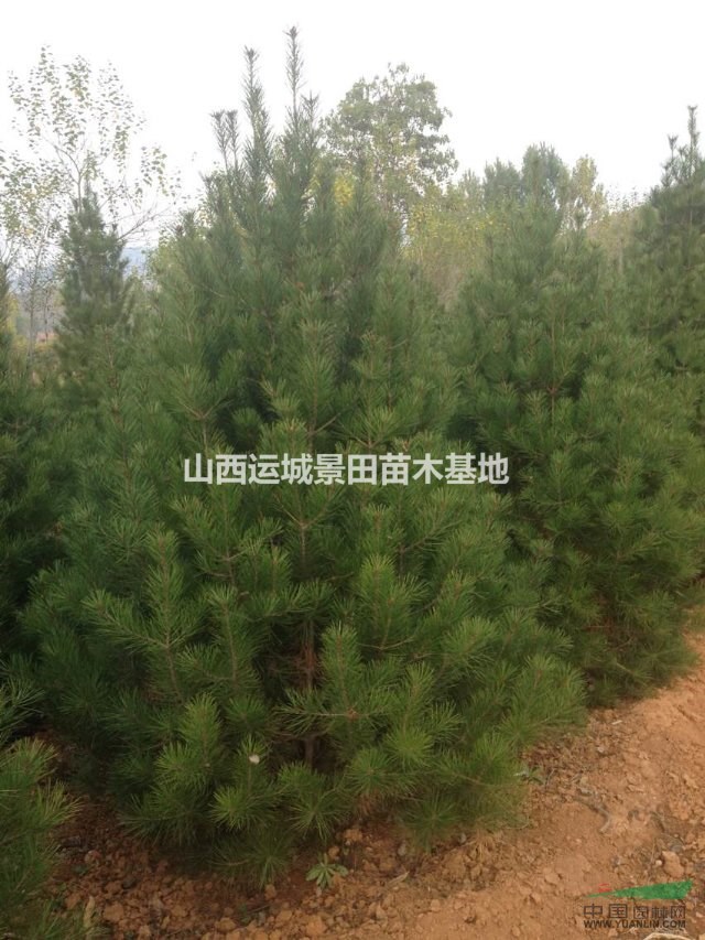 高度50公分白皮松價格20元_最新白皮松報價_苗木價格查詢