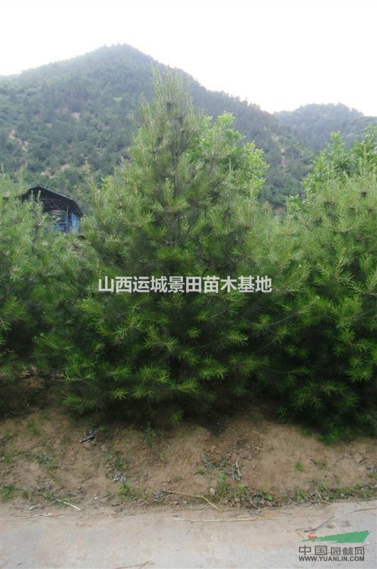 高度50公分白皮松價格20元_最新白皮松報價_苗木價格查詢