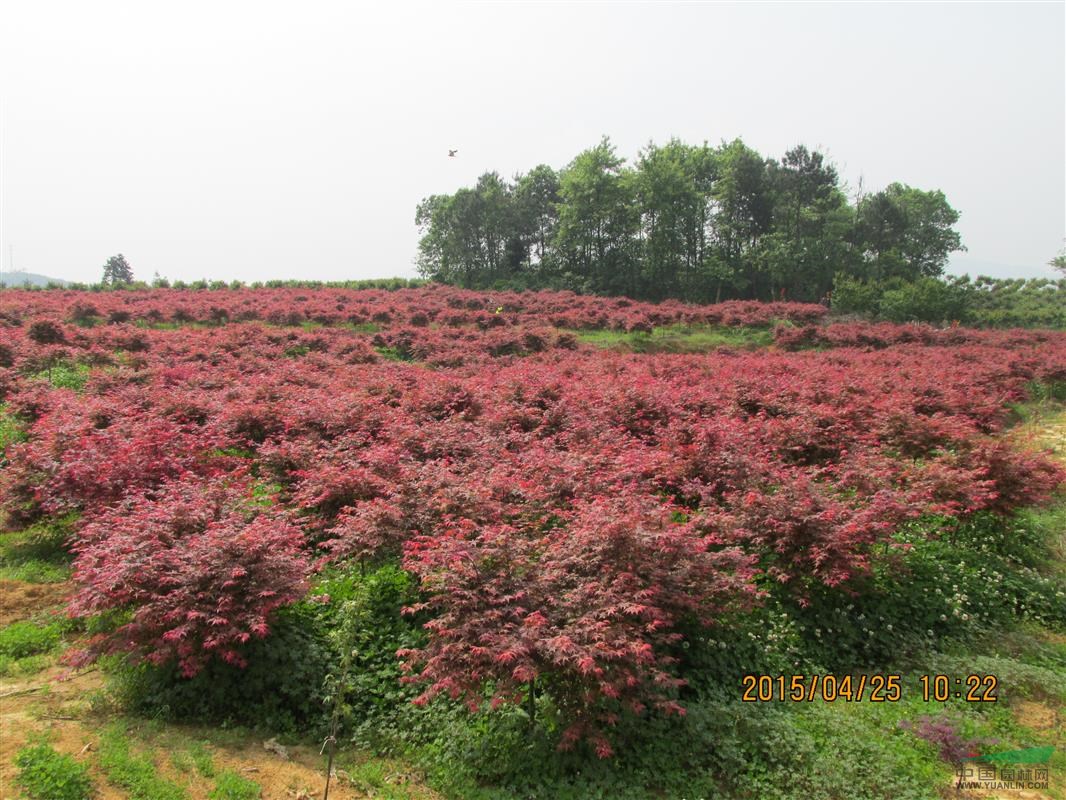 武汉苗木基地10000棵优质精品日本红枫供应