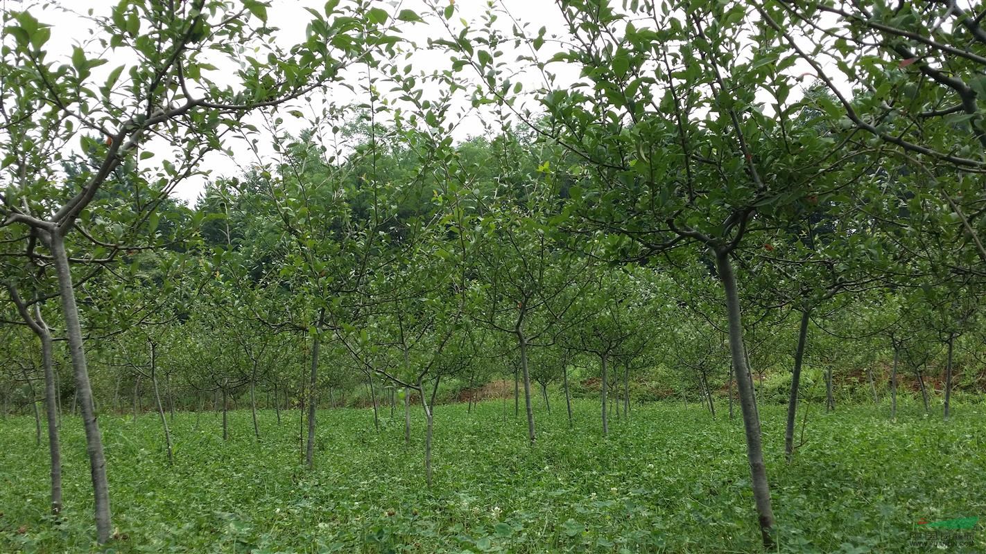 武汉苗木基地10000棵优质精品垂丝海棠供应