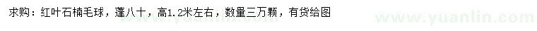 求購高1.2米左右紅葉石楠毛球