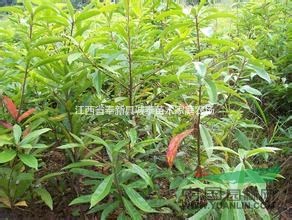 江西出售優(yōu)質(zhì)木荷，最新木荷小苗批發(fā)價(jià)格