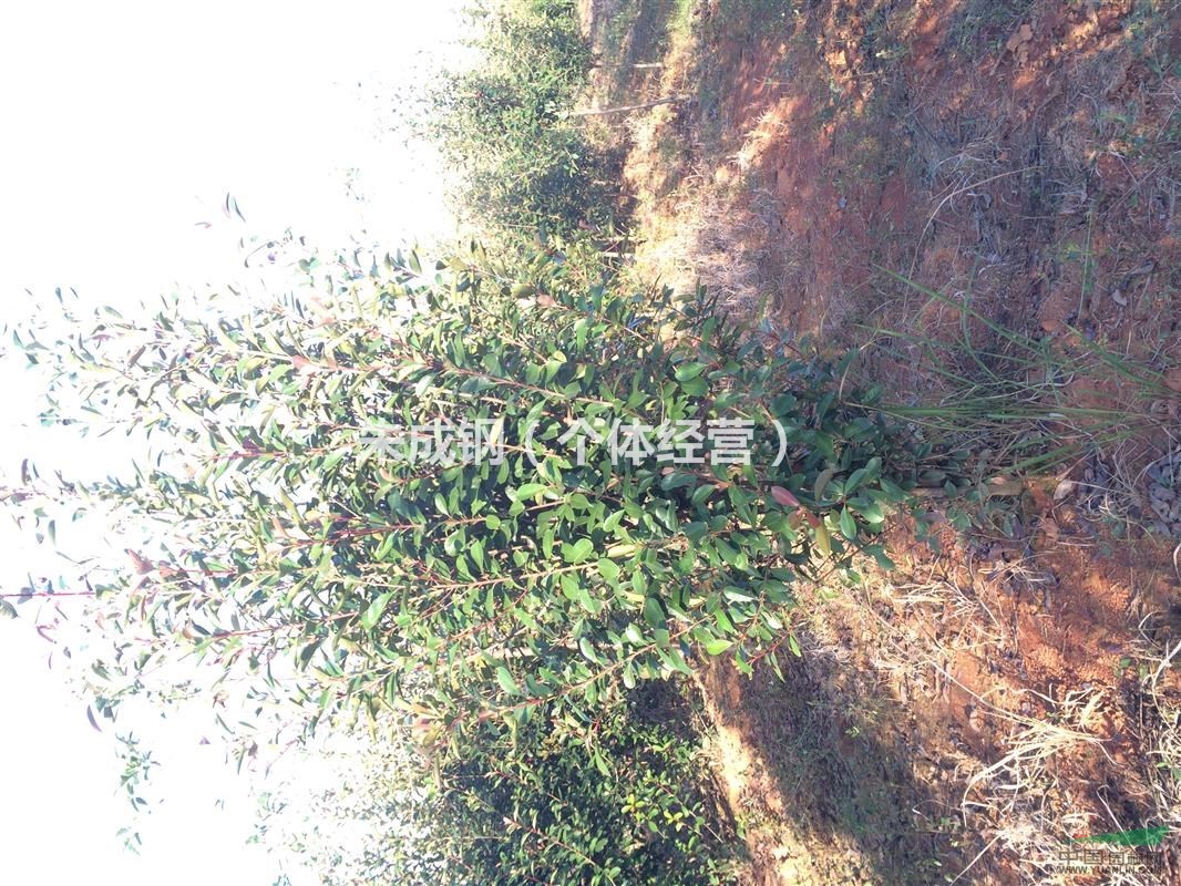 紅葉石楠樹、籬笆苗