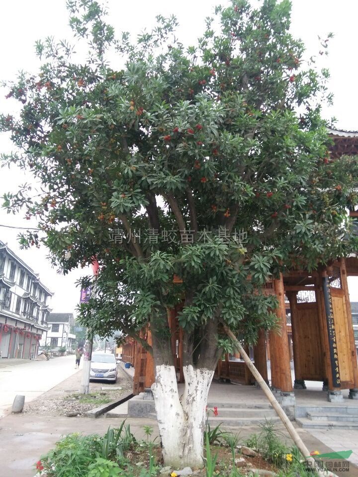 楊梅樹13報(bào)價(jià)/湖南楊梅樹13報(bào)價(jià)