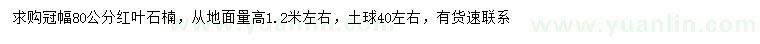 求購冠幅80公分紅葉石楠
