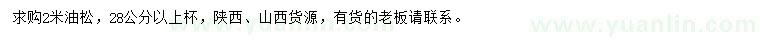 求購2米油松