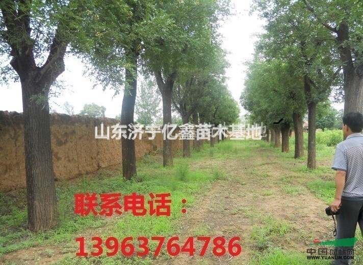 30公分國(guó)槐價(jià)格40國(guó)槐移栽價(jià)格