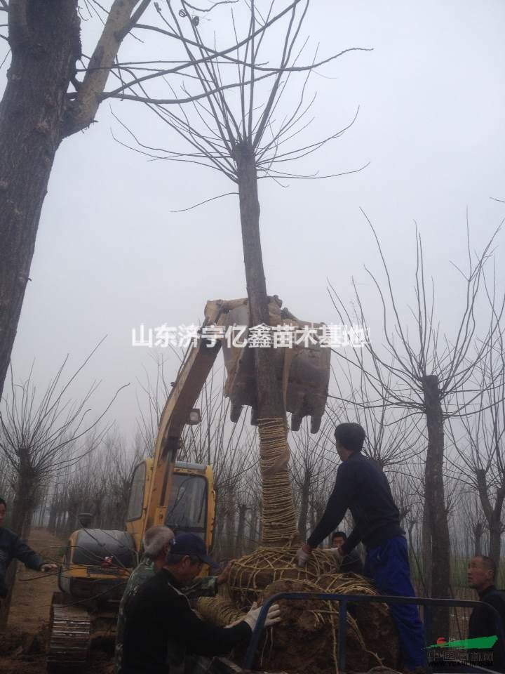 30公分國(guó)槐價(jià)格40國(guó)槐移栽價(jià)格
